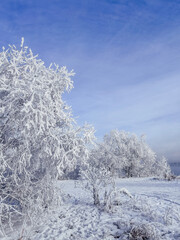 snow covered trees