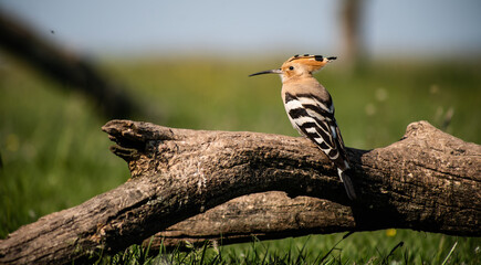 Eurasian hoopoe (Upupa epops) resting on a branch in a meadow