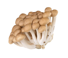 Brown beech mushrooms isolated on transparent png