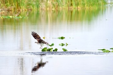 Osprey dove in for the hunt