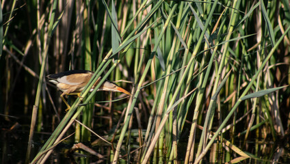 Little bittern (Ixobrychus minutus) male moving through reeds