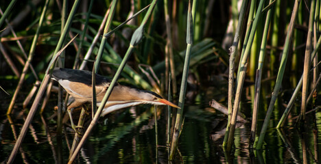 Little bittern (Ixobrychus minutus) male fishing in the reeds
