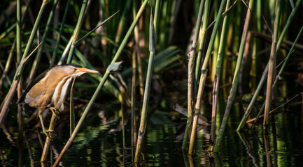 Little bittern (Ixobrychus minutus) male fishing in the reeds