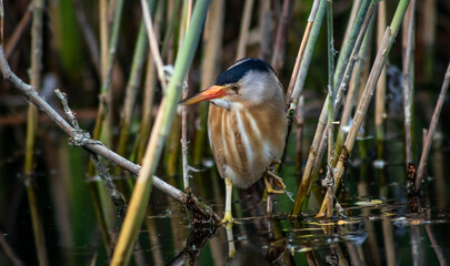 Little bittern (Ixobrychus minutus) male hiding in the reeds, close-up