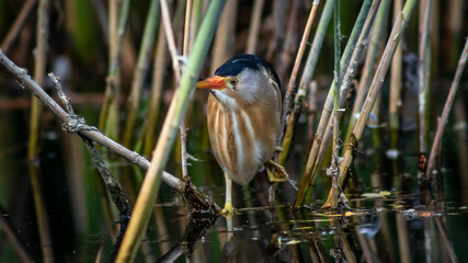 Little bittern (Ixobrychus minutus) male hiding in the reeds, close-up