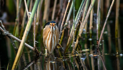 Little bittern (Ixobrychus minutus) male fishing in the reeds, close-up