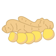 ginger spice herb hand drawn