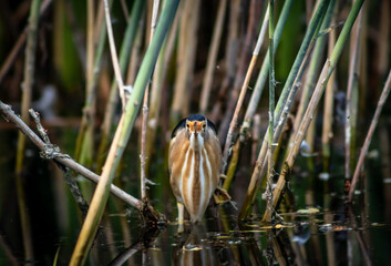 Little bittern (Ixobrychus minutus) male fishing in the reeds, close-up