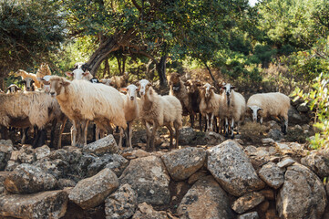 Herd of domestic sheep and goats on a mountain pasture. Greek island of Crete