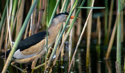 Little bittern (Ixobrychus minutus) male moving through reeds, close-up