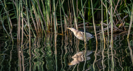 Little bittern (Ixobrychus minutus) male moving through reeds