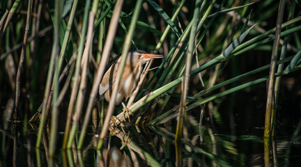 Little bittern (Ixobrychus minutus) male hiding in the reeds