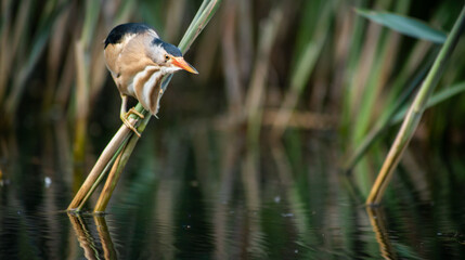 Little bittern (Ixobrychus minutus) male fishing on a reed stem