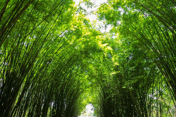 The bamboo forest in nature at thailand