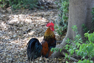 The fighting cock in garden nature farm at thailand