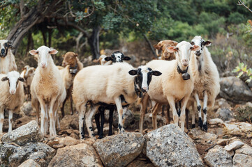 Naklejka na ściany i meble Herd of domestic sheep and goats on a mountain pasture. Greek island of Crete