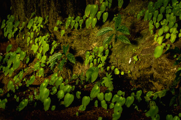 Beautiful texture of dark stone background in the cave