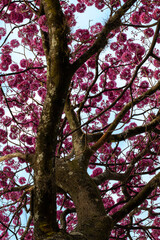 Purple Ipe in the city of Belo Horizonte, State of Minas Gerais, Brazil