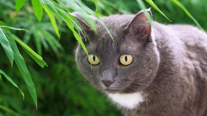 Surprised gray cat with big eyes appeared on street for first time, restless cat turns its head and does not know what to focus on. A noisy and active environment captures all the cat's attention.