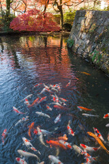 紅葉と錦鯉