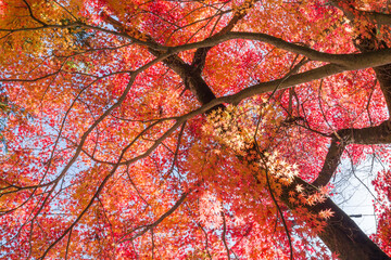 真赤な紅葉