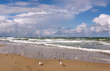 Fototapeta na wymiar Seascape with foamed sea surf under heavy cumulonimbus on the sky till horizon and some seagulls on the sand beach