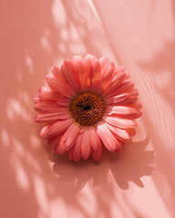 pink flower on pink background