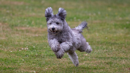Hungarian Pumi dog running very fast on grass