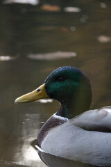 Close-up of a duck in drops of water, swimming in a pond