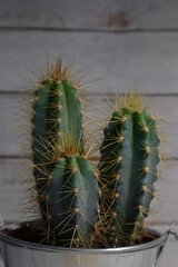 Close-up of cactus spikes on a wooden background