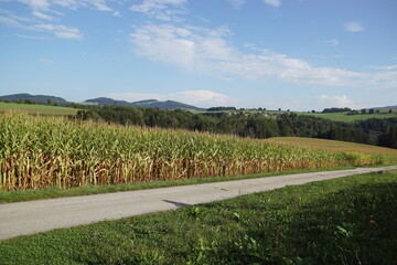 Fototapeta na wymiar View of a green corn maize field with hills, forests and meadows in the background in the summer in southern Germany. 