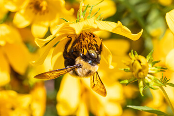 Macro of Eastern Carpenter Bee (Xylocopa virginica) with bejeweled eyes collecting nectar, pollen on yellow flower 