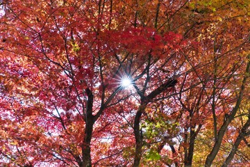 11月の色鮮やかに紅葉している綺麗なもみじ