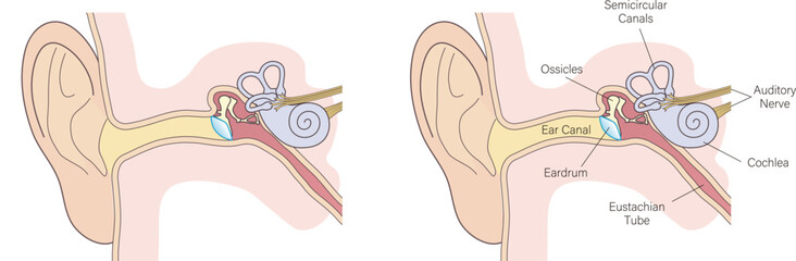 ear anatomy vector diagram, simple color - obrazy, fototapety, plakaty