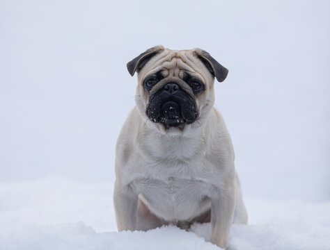 pug dog portrait in winter