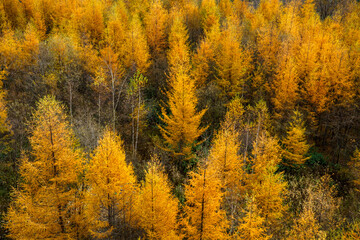 紅葉の唐松　晩秋の美瑛 北海道観光