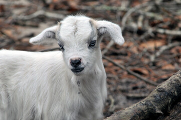 Fototapeta na wymiar portrait of a baby goat
