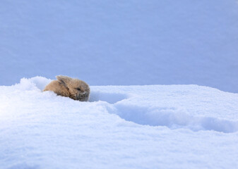 Fototapeta na wymiar little funny brown rabbit in the snow