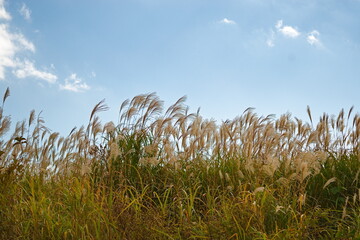Hakone tall grass