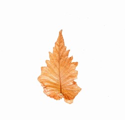 brown dry leaves on a white background