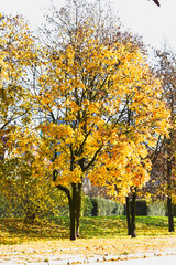 Fototapeta na wymiar Tree beside a road, yellow autumn leaves