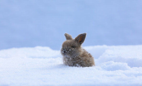 little funny brown rabbit in the snow