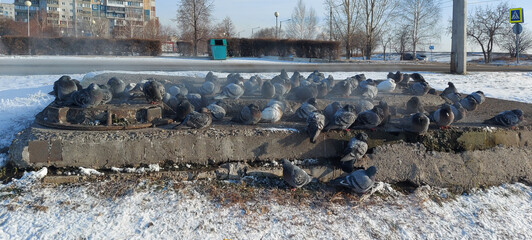 Russia. South of Western Siberia, Novokuznetsk. A flock of pigeons escapes from the fierce winter frosts, basking on the steaming wells of the city heating main.