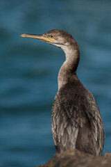 cormorant resting on a rock in the cantabrian sea, Asturias

