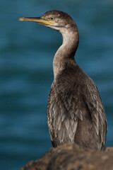 cormorant resting on a rock in the cantabrian sea

