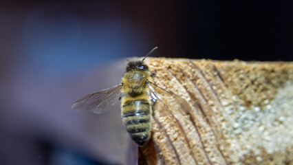 Honey bee
