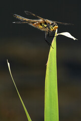 Dragonfly perched on a blade of grass in a lake at sunset