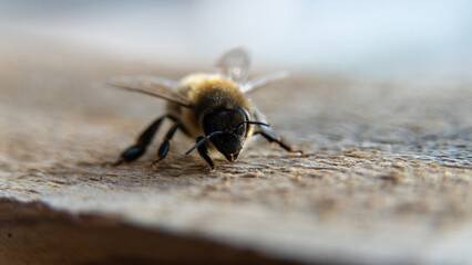 Honey bee