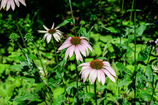 Delicate pink echinacea flowers in soft focus in an organic herbs garden in a sunny summer day.