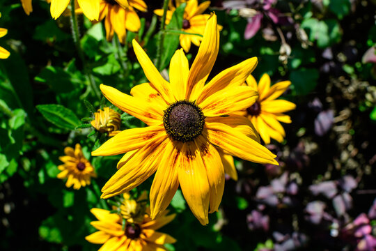Group of bright yellow flowers of Rudbeckia, commonly known as coneflowers or black eyed susans, in a sunny summer garden, beautiful outdoor floral background photographed with soft focus.